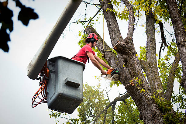 Best Tree Removal Services  in Primera, TX